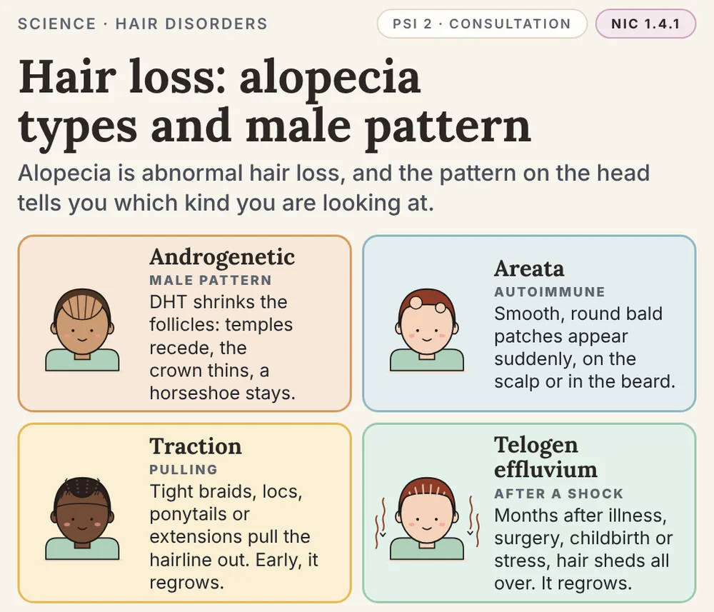 Book 1, page 36: Hair loss, alopecia types and male pattern: androgenetic, areata, traction and telogen effluvium